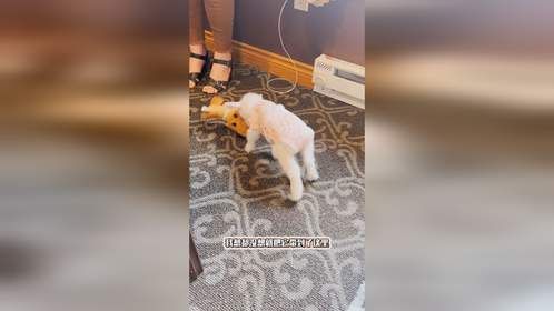 办公室里的小可爱！