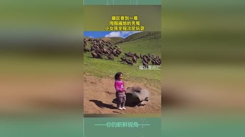 藏区看到一幕，周围遍地的秃鹫，小女孩全程淡定玩耍！
