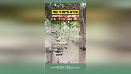 网友：嘉宝果的味道很特别