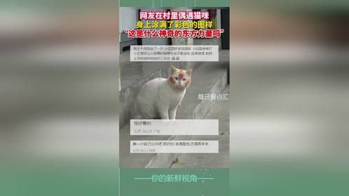 网友在村里偶遇身上涂满彩色图样的猫咪