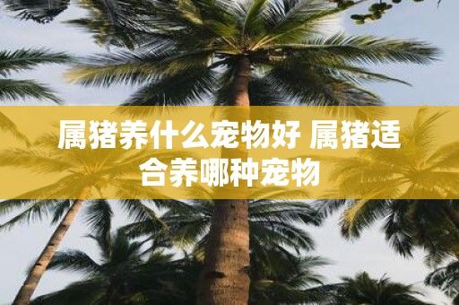 属猪养什么宠物好 属猪适合养哪种宠物