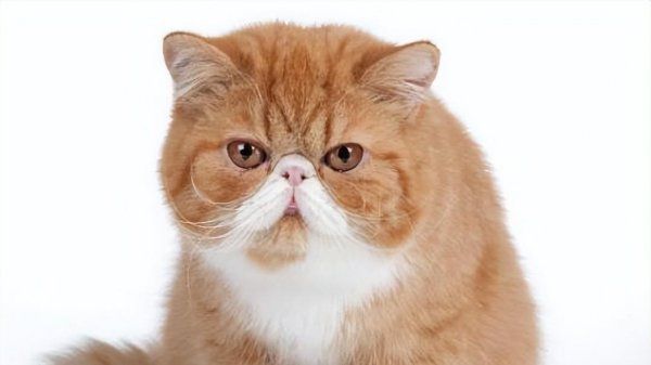 宠物猫有哪些品种