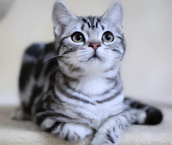 宠物猫有哪些品种