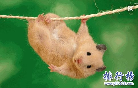小型宠物便宜又好养排行榜