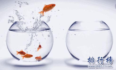小型宠物便宜又好养排行榜