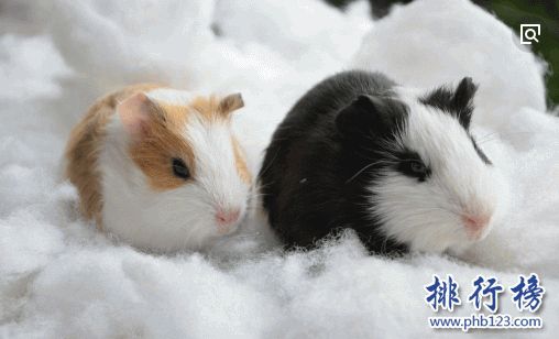 小型宠物便宜又好养排行榜
