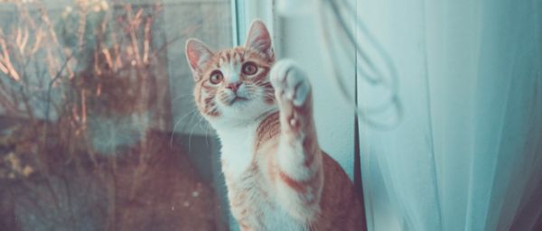 据说淘宝天猫宠物联合它博会搞了点新花样