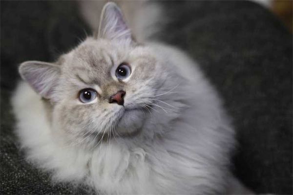 哈尔滨松北区缅因猫宠物店地址，哈尔滨缅因猫大概怎么卖？