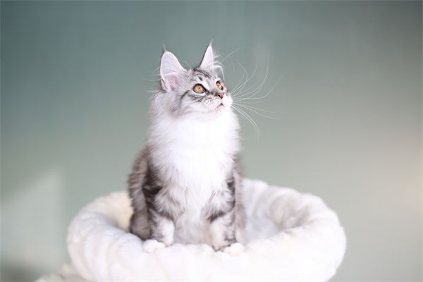 哈尔滨松北区缅因猫宠物店地址！哈尔滨缅因猫有知道什么价格吗？