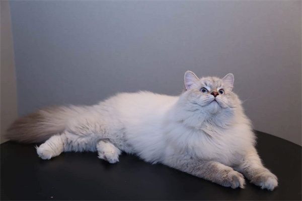 哈尔滨松北区缅因猫宠物店地址 | 哈尔滨缅因猫大概要花多少钱？