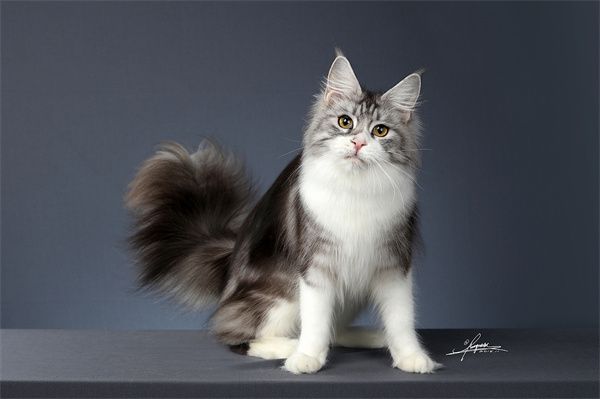 哈尔滨松北区缅因猫宠物店地址——哈尔滨缅因猫普遍价位是多少？