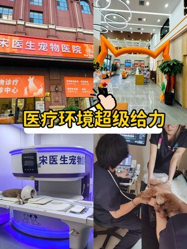 医术超赞医心更美~宠物健康的守护者