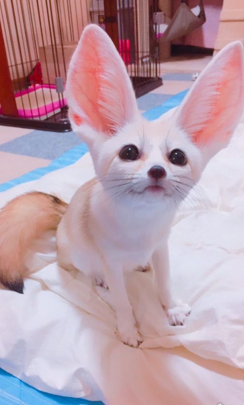 日本小姐姐养了只耳廓狐做宠物！大家先感受一下这画风