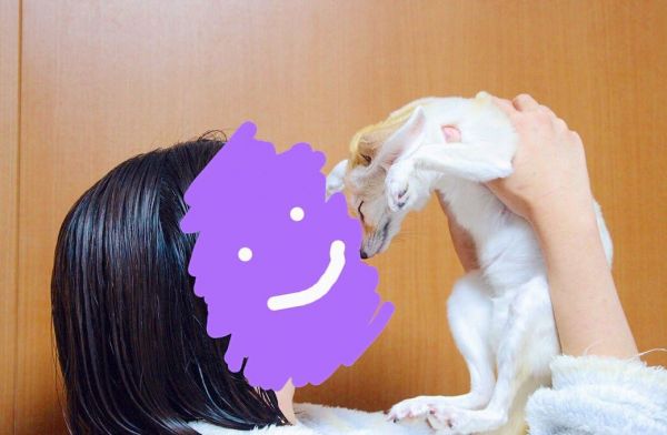 日本小姐姐养了只耳廓狐做宠物！大家先感受一下这画风