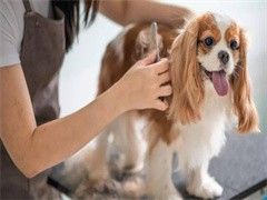 济南上门纠正训犬-专业教练