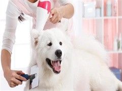济南宠物定点大小便训练-宠爱多训犬学校