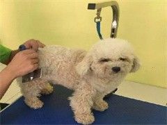 济南宠物狗狗行为训练-专业教练