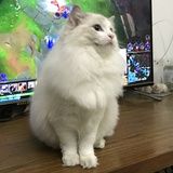 Kaya