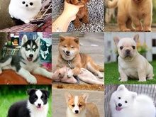 常州大型犬舍出售宠物幼犬 纯种健康 品种齐全 签订活体协议