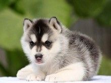 常州溧阳哈士奇犬舍 专业犬舍 价格优惠 