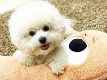 溧阳出售哈士奇幼犬 专业宠物养殖基地 欢迎咨询