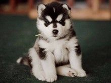 常州溧阳 纯种哈士奇犬舍 专业犬舍 价格优惠 