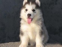 常州溧阳 纯种哈士奇犬舍 专业宠物养殖基地 