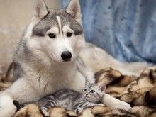 常州溧阳 幼犬哈士奇出售 专业宠物养殖基地 