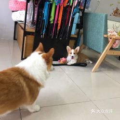 常州宠物：了解常州宠物市场？常州宠物店排行榜