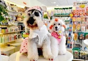 常州宠物：了解常州宠物市场？常州宠物店排行榜