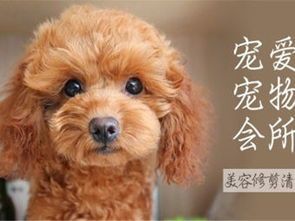 常州宠物：了解常州宠物市场？常州宠物店排行榜