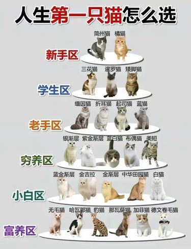 人生第一次养猫，选哪种猫适合呢！