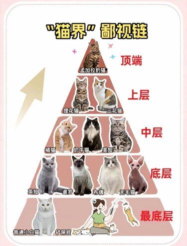 在猫界的鄙视链里面，原来我是最低等级哭了[笑哭]