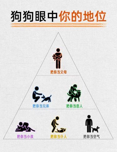 快来看看在狗狗眼中你真正的地位吧