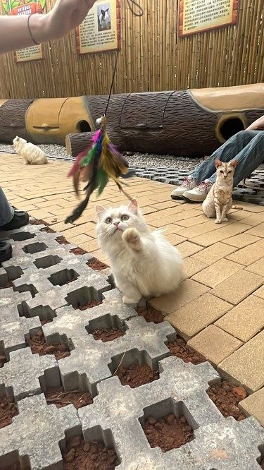 猫儿享受晴好时光