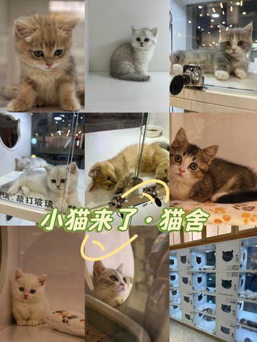 小猫来了·猫舍(星寰店)