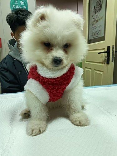 毛孩生病不愁！这家宠物医院超靠谱。