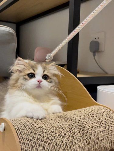 宠物猫的萌翻天