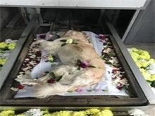 高端太原宠物服务服务 太原宠物狗殡葬