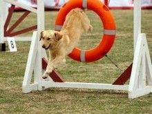 太原高端训犬基地-宠物美容与训练结合