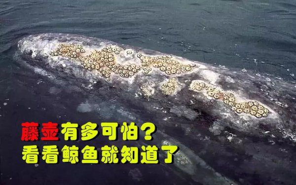 藤壶长在鲸鱼身上疼吗？鲸鱼会死吗？