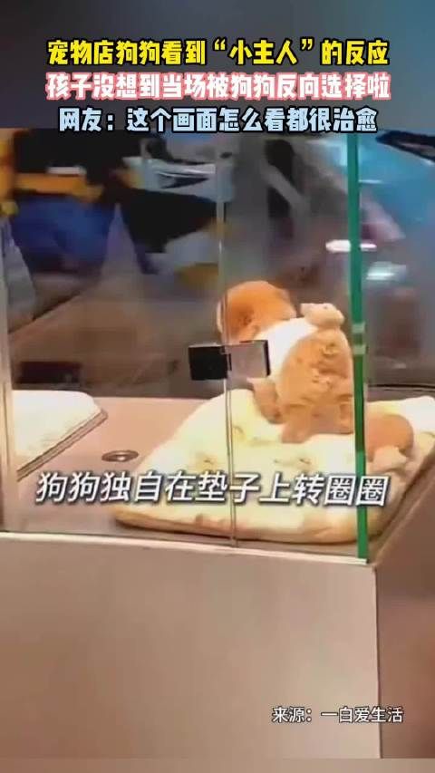 宠物店狗狗看到“小主人”的反应,孩子没想到当场被狗狗反向选择啦…