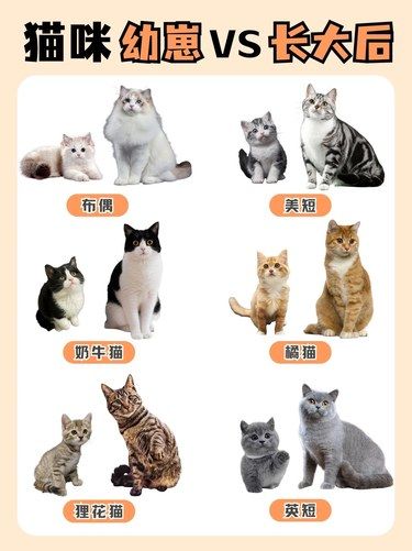 猫大十八变，萌到你心颤
