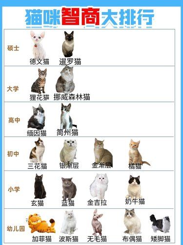 猫咪智商大排行
