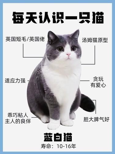 穷人养猫日记之蓝白篇 低成本也能富养 很