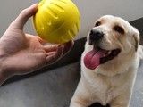 重庆黔江狗狗行为问题纠正-诚信保障