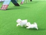 重庆城口训犬学校在哪里-宠物训练学校电话