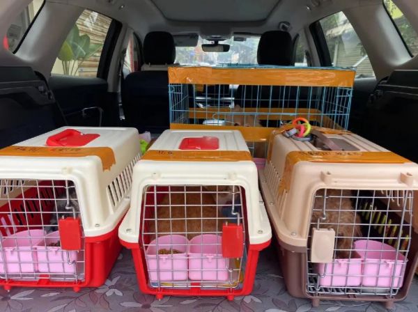 重庆 猫咪托运 靠谱 火车托运