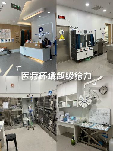 宠物医院体检日