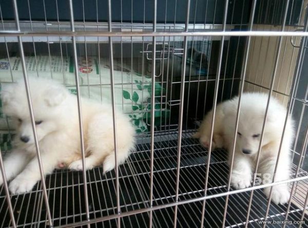 南京哪里可以免费领养宠物狗的地方有哪些（南京最大的宠物店免费领养）